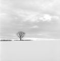 arbre-neige~0.jpg
