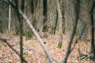 Mon premier cliché sauvage, un chevreuil dans la forêt de Chevreuse - F90 300mm Fuji 800ISO
Mots-clés: chevreuil