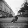 le_pigeon_parisien.jpg