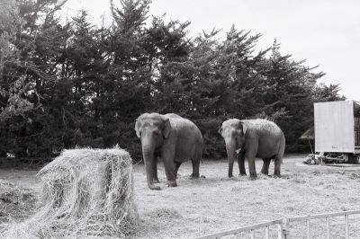 Les éléphants des Pyrénées
Mots-clés: Nikon FE