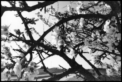 Cerisier en fleur à Venelles
Canon A1, 24mm, HP5+ périmée & cafénol CH
