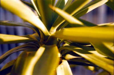 Plante_verte.jpg