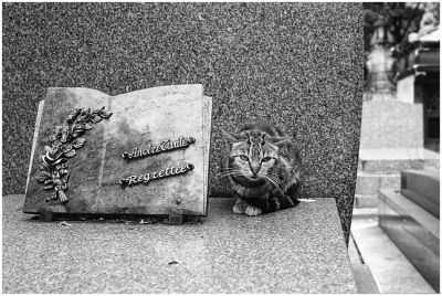 La tante et le chat
Leica M6 - Rokkor 40mm - TriX - version désaturée
