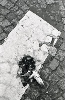 Parfait pigeon
OM4 + 50mm 1,8 + TriX 400 asa
