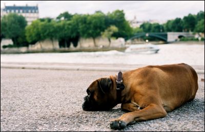 Boxer_2
Contax G2 + 45mm + Portra 400 VC
