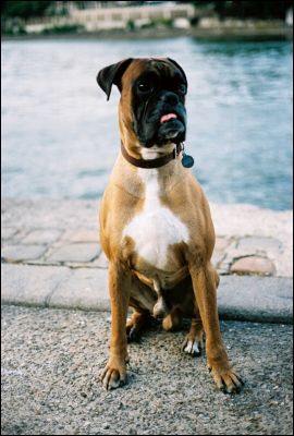 Boxer_1
Contax G2 + 45mm + Portra 400 VC

