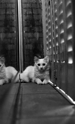 le chat...
