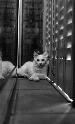 le chat...
