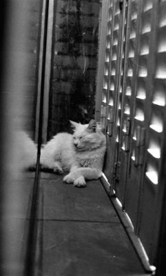 le chat...
