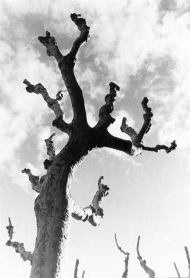 arbre
focale 35mm,
FP4 ?  100 Asa, ID-11 1+1,
Tirée en grade 3,5.
