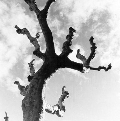 Arbre carré
la même mais recadrée ?  peu près en carrée
