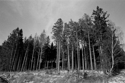 Arbres subissant la distorsion
Mots-clés: arbres tree fagnes colorskopar 21mm trix bessa r3a