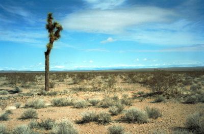 Joshua tree
