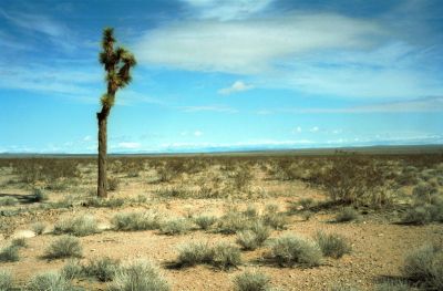 Un arbre
Joshua tree, en Californie
Leica CL > Summicron-C 40mm > Portra 160VC
