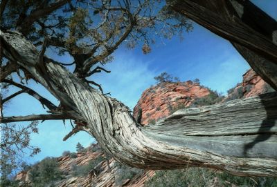 Un arbre
A l'entrée de Zion Park, dans l'Utah
Leica CL > Summicron-C 40mm > Fuji 400H

