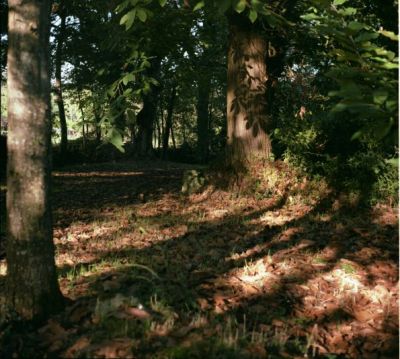 Jeux d'ombres
Yashica Mat avec Kodak 25ASA périmée
Mots-clés: chataîgnier sous bois chailland mayenne automne