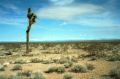 2008_02_Calif05_024Ac.jpg