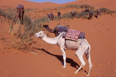 Maroc_film34_07.jpg