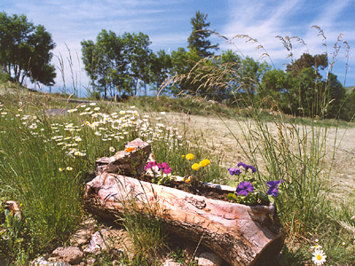 FLEURS AUVERGNE
Ce genre de pot astucieusement créé dans un morceau de tronc a avantageusement remplacé les pots en ciment ou plastique!
J'ai bien aimé le décor, un peu distancié par le flou léger!
Mots-clés: Fleurs campagne bois paysage
