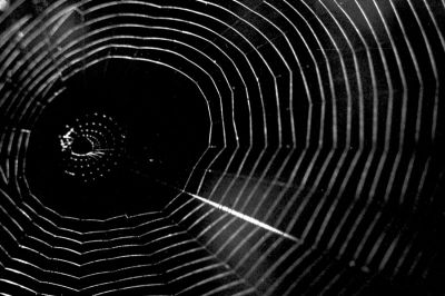SYMETRIE ANIMALE
Cette superbe toile d'araignée, encore inviolée, m'est apparue avec son élégance!
Mots-clés: Araignée,architecture.