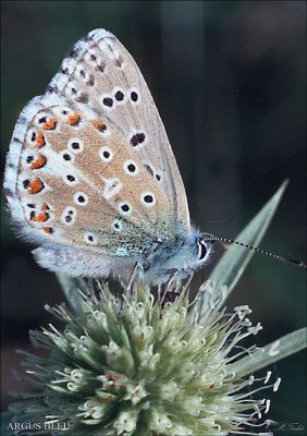 ARGUS BLEU
De la famille des " petits bleus", ce petit papillon est magnifique, avec des couleurs variées!
Mots-clés: Papillon, campagne