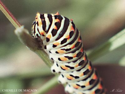 CHENILLE DE MACHAON
Chenille assez grosse, de ce fameux papillon qu'est le Machaon!
Mots-clés: Chenille,papillon