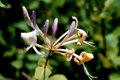 CHEVREFEUILLE SOLITAIRE
Cette fleur isolée m'a séduit par son esthétique.
Mots-clés: Fleur,campagne