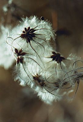 CLEMATITES EN TRANSPARENCE
Un contrejour pour bien exploiter ces transparences!
Mots-clés: Fleurs, campagne