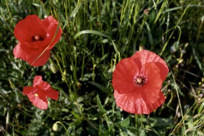 COQUELICOTS
Un moment fugace pour saisir ces fleurs si fragiles!
Mots-clés: Fleur,campagne