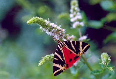 ECAILLE CHINEE
Photo macro de ce papillon que l'on trouve rarement avec les ailes postérieures visibles.
Mots-clés: nature papillon insecte