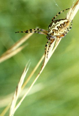 ARAIGNEE EPEIRE
Araignée assez courante qui se caractérise par l'élégance de son attitude.
Mots-clés: Arachnidé, épeire