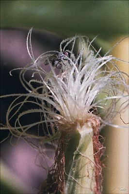 FLEUR CARNIVORE ?
Fin de la fleur de maïs, ces longs poils pleins de sucs attirent les mouches!
Mots-clés: Fleur, maïs