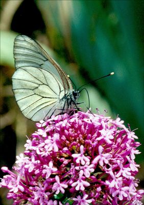 GAZE AUVERGNE
La transparence des ailes est surprenante!
Mots-clés: Papillon, campagne