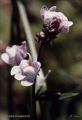 LINAIRE RAMPANTE
Petite fleur de bords de chemins, courante en Auvergne. Mais elles sont si petites que peu de gens les aperçoivent!
Mots-clés: Fleurs, campagne