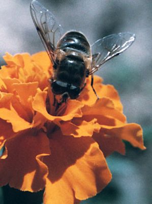 MOUCHE
Insecte courant sur les fleurs de jardins. Ici sur un oeillet de chine.
