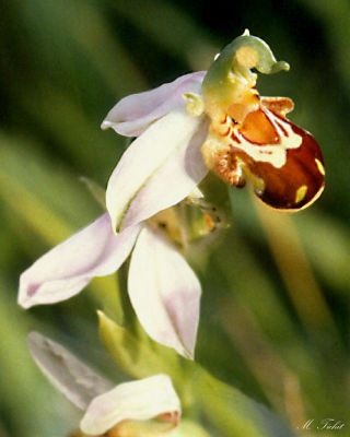 ORCHIDEE BOURDON
L'ophris bourdon, assez commune en Auvergne, piège les bourdons qui s'imaginent copuler et leur déverse le pollen reproducteur!
Mots-clés: Fleur,campagne