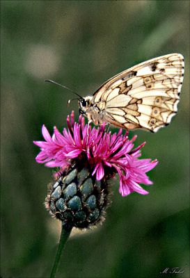 PAPILLON-AUVERGNAT
Ce papillon superbe, dont j'ignore le nom, m'a séduit lorsque je l'ai vu sur cette fleur de bleuet! Je trouve les couleurs harmonieuses!
Mots-clés: Papillon, campagne