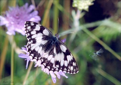 PAPILLON DEMI-DEUIL
Photo macro du papillon posé et d'un moucheron qui s'approche.
Mots-clés: Macro Olympus IS 10