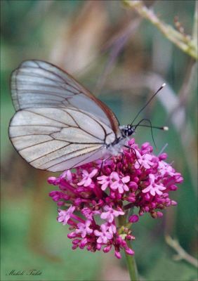 GAZE
Toujours aussi transparent et superbe. Papillon de fin de saison, on peut le clicher actuellement jusqu'?  mi-septembre!
Mots-clés: Papillon, campagne