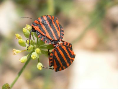 PUNAISES ACCOUPLEES
Accouplement de ces deux punaises, très courantes en Auvergne.
Le fond est flou de façon volontaire!
Mots-clés: insecte, macro,nature.