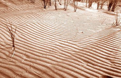 VAGUES SEPIA
L'oiseau est passé avant le photographe
Mots-clés: Plage Vendée