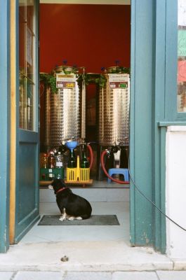 Chien alcoolique
Venise

Rollei 35 SE - Portra 160 VC 
