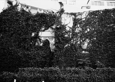 Patrick Blanc ?
Liban - Beyrouth - Aout 2008

Pentax MX -50/1.7 APX 100 Rodinal
Mots-clés: Liban - Beyrouth - Murs