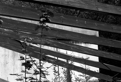 Poutrelles
Ancienne maison d'enfants.

Pentax LX - Foma 100
Mots-clés: Friche - Graphisme