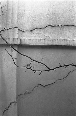 Fissures ou vigne vierge ?
Spotmatic - Super takumar 50/1.4 - Trix à 400 - Rodinal
Mots-clés: Paris - Graphisme
