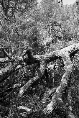 Luri
Un imposant chêne liège, dans la zone de la mine de Luri dans le Cap Corse.

Pentax LX - 28/2.8 - Trix 400
Mots-clés: Arbre