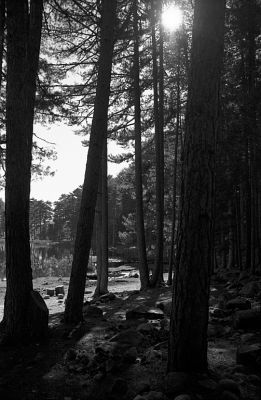 A contre pied
Lac de Creno  à l'automne, Corse.

Pentax LX - SMC-M 50/1.7- Trix 400
Mots-clés: Corse - Lac - Arbre