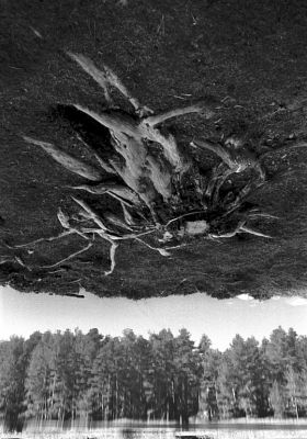 L'âme des pins
Lac de Creno  à l'automne, Corse.

Pentax LX - SMC-M 50/1.7- Trix 400
Mots-clés: Corse - Lac - Arbre