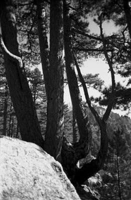 A flanc de montagne
Lac de Creno  à l'automne, Corse.

Pentax LX - SMC-M 50/1.7- Trix 400
Mots-clés: Corse - Arbre - Montagne