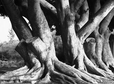 Tyr nécropole
Tyr la nécropole romaine - Liban - Eté 2008

Pentax MX 50 1.7 Trix 400+Rodinal
Mots-clés: Liban - Arbre - Tyr